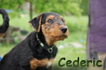 Cederic